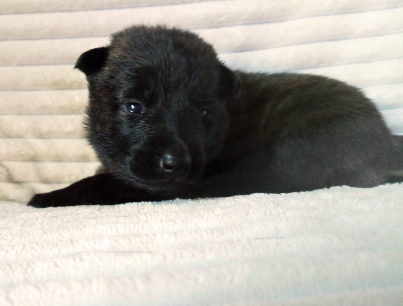 De Passie Van De Herdershond - Chiots disponibles - Berger hollandais