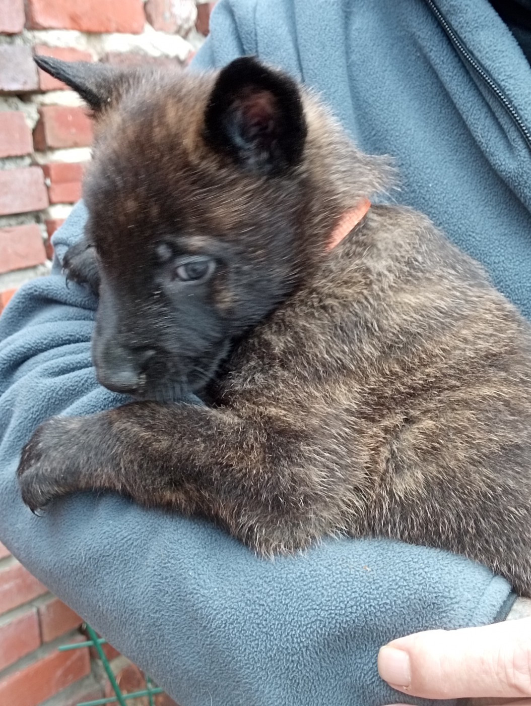 De Passie Van De Herdershond - Chiots disponibles - Berger hollandais