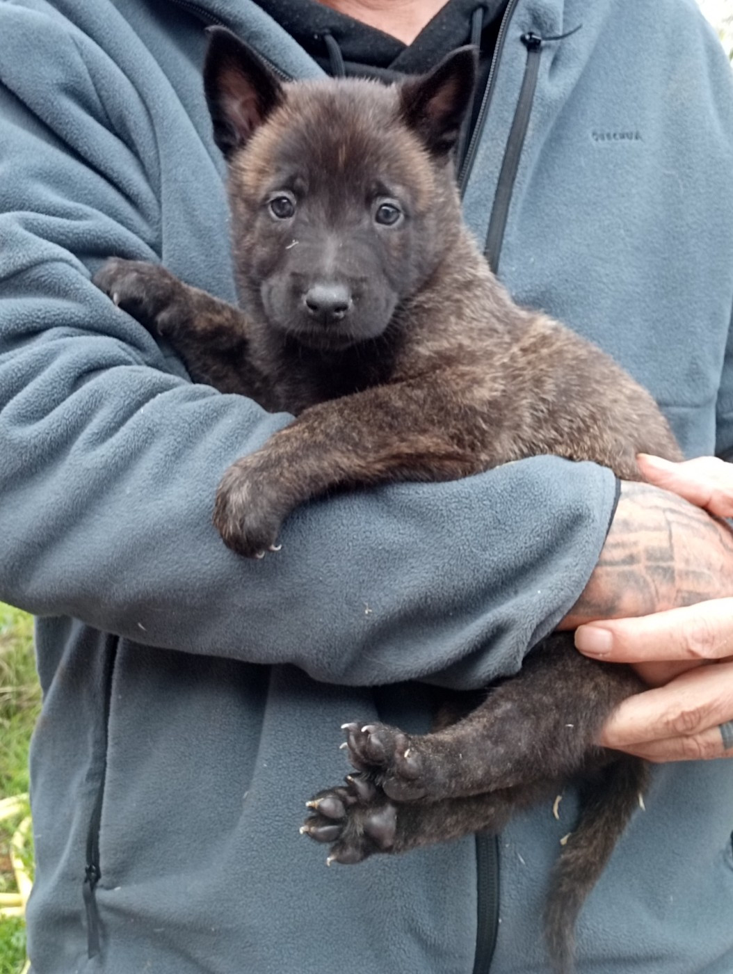 De Passie Van De Herdershond - Chiots disponibles - Berger hollandais