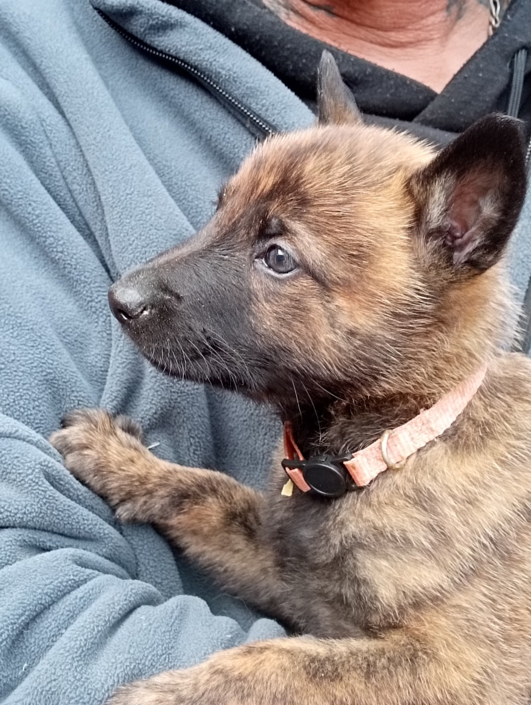 De Passie Van De Herdershond - Chiots disponibles - Berger hollandais