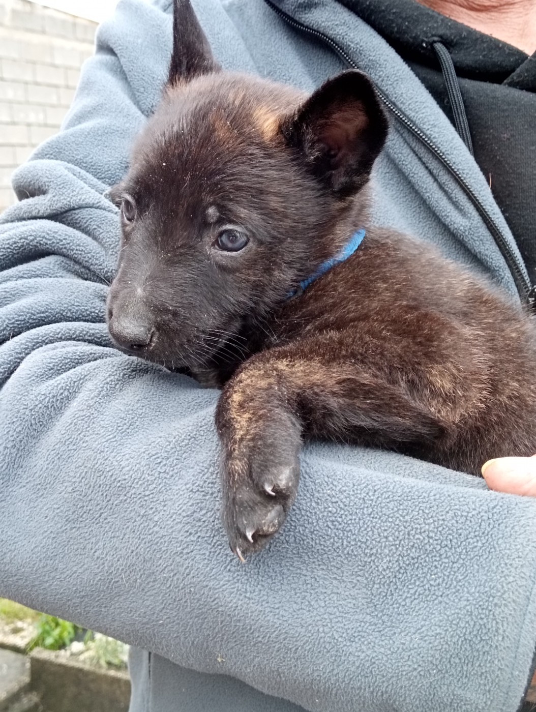 De Passie Van De Herdershond - Chiots disponibles - Berger hollandais