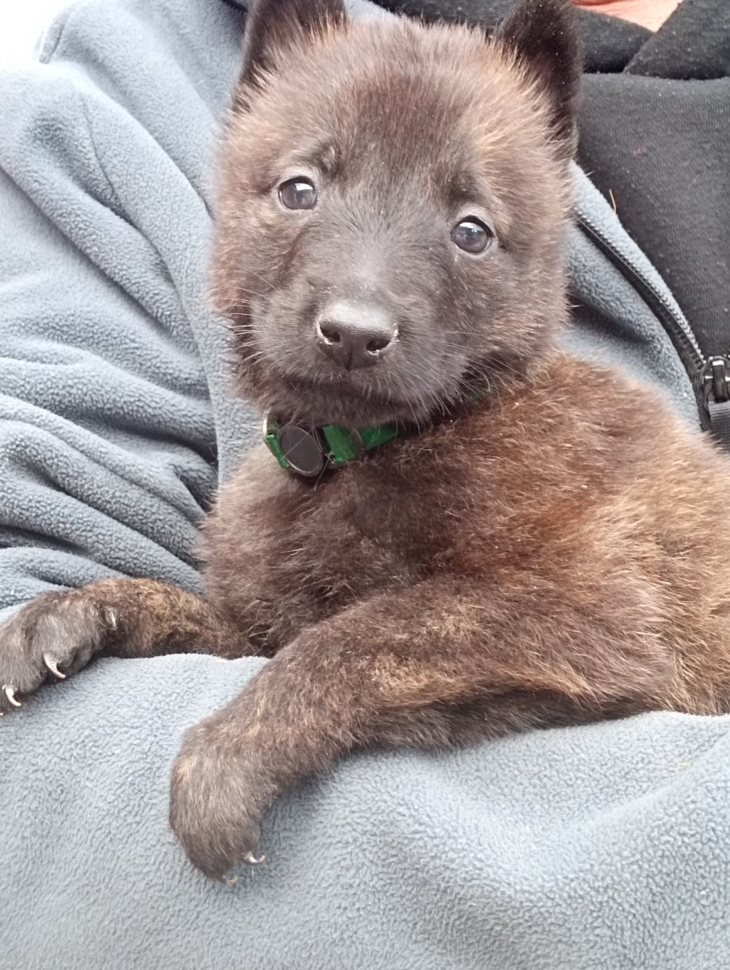 De Passie Van De Herdershond - Chiots disponibles - Berger hollandais