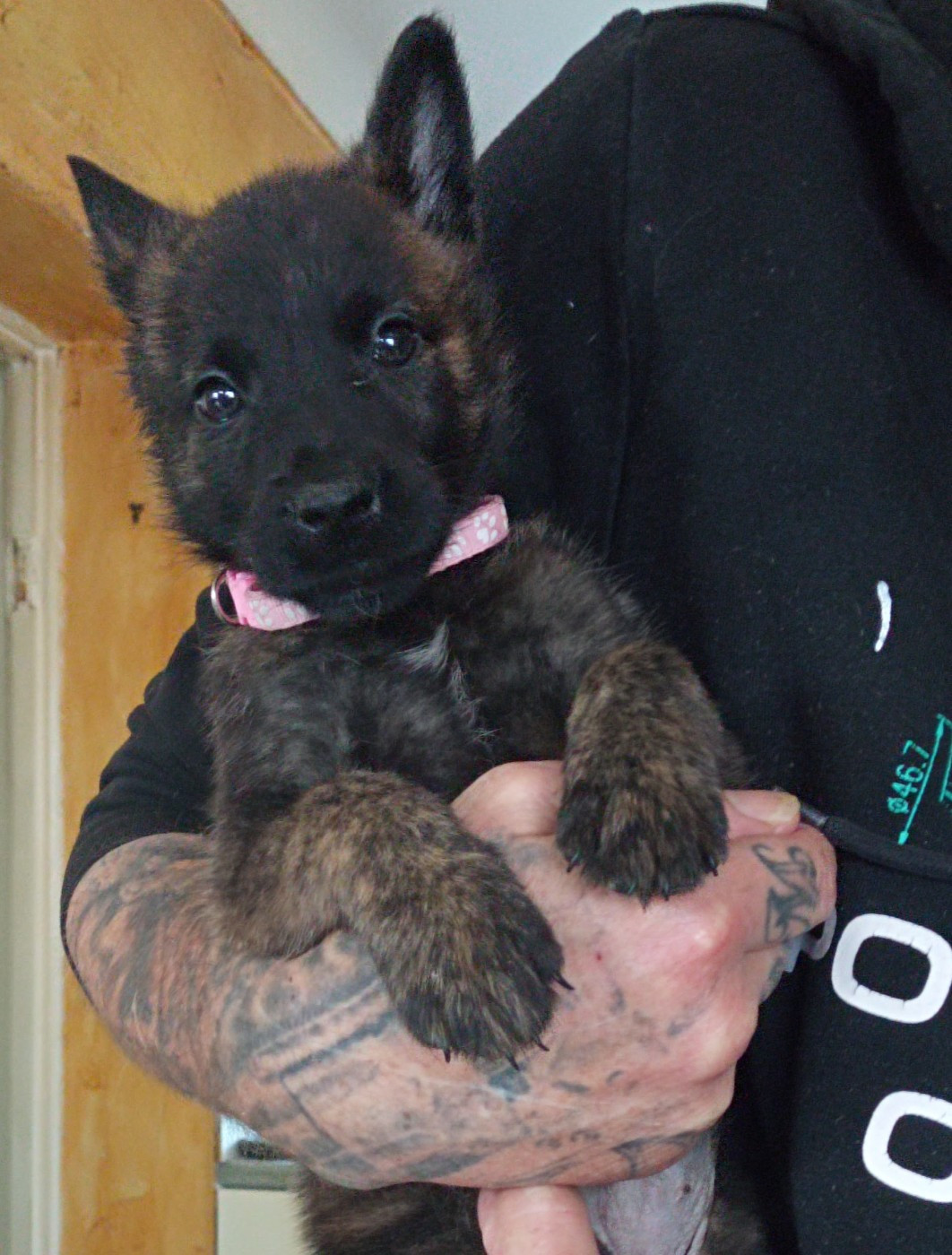 De Passie Van De Herdershond - Chiots disponibles - Berger hollandais