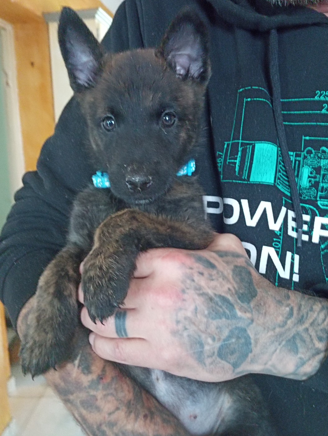 De Passie Van De Herdershond - Chiots disponibles - Berger hollandais