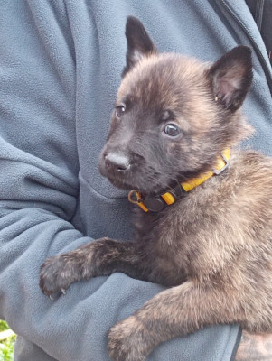 CHIOT 6 collier jaune