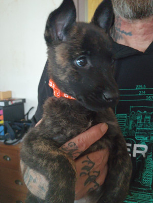 ATLAS collier orange