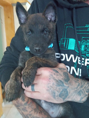 CHIOT 5 collier turquoise