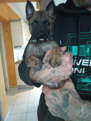 CHIOT 10 collier noir