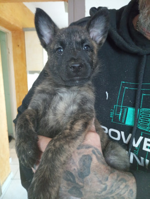 AYSMEE collier jaune