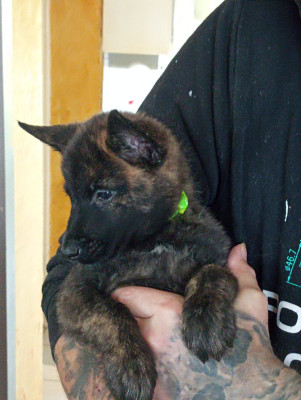 CHIOT 9 collier vert